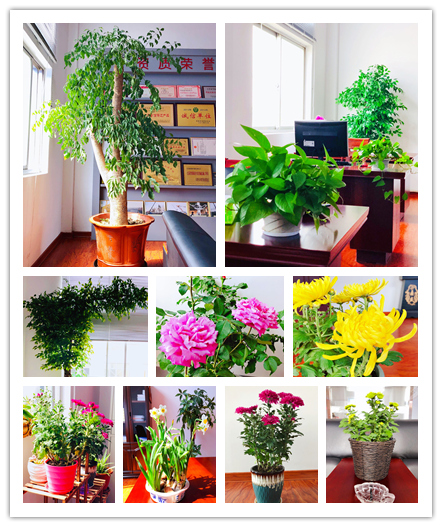 ɭ�l(f��)�����